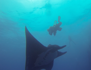 Stare down with a Giant Manta Ray......PRICELESS!